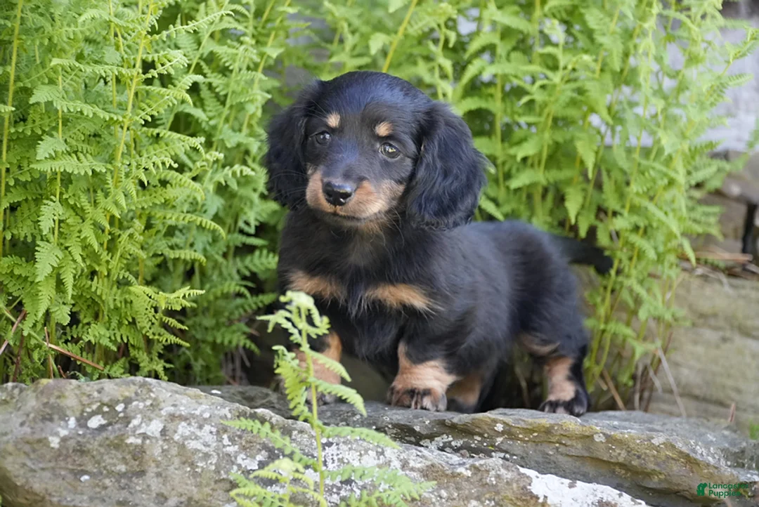 Miniature Dachshund dogs for sale: Molly - Ad 2