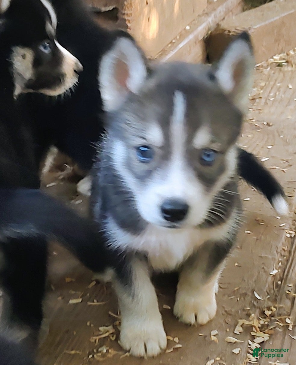 Siberian Husky dogs Sonya's female 3 - Ad 38