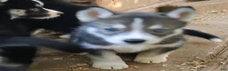 Siberian Husky dogs for sale: Sonya's female 3 - Ad 2