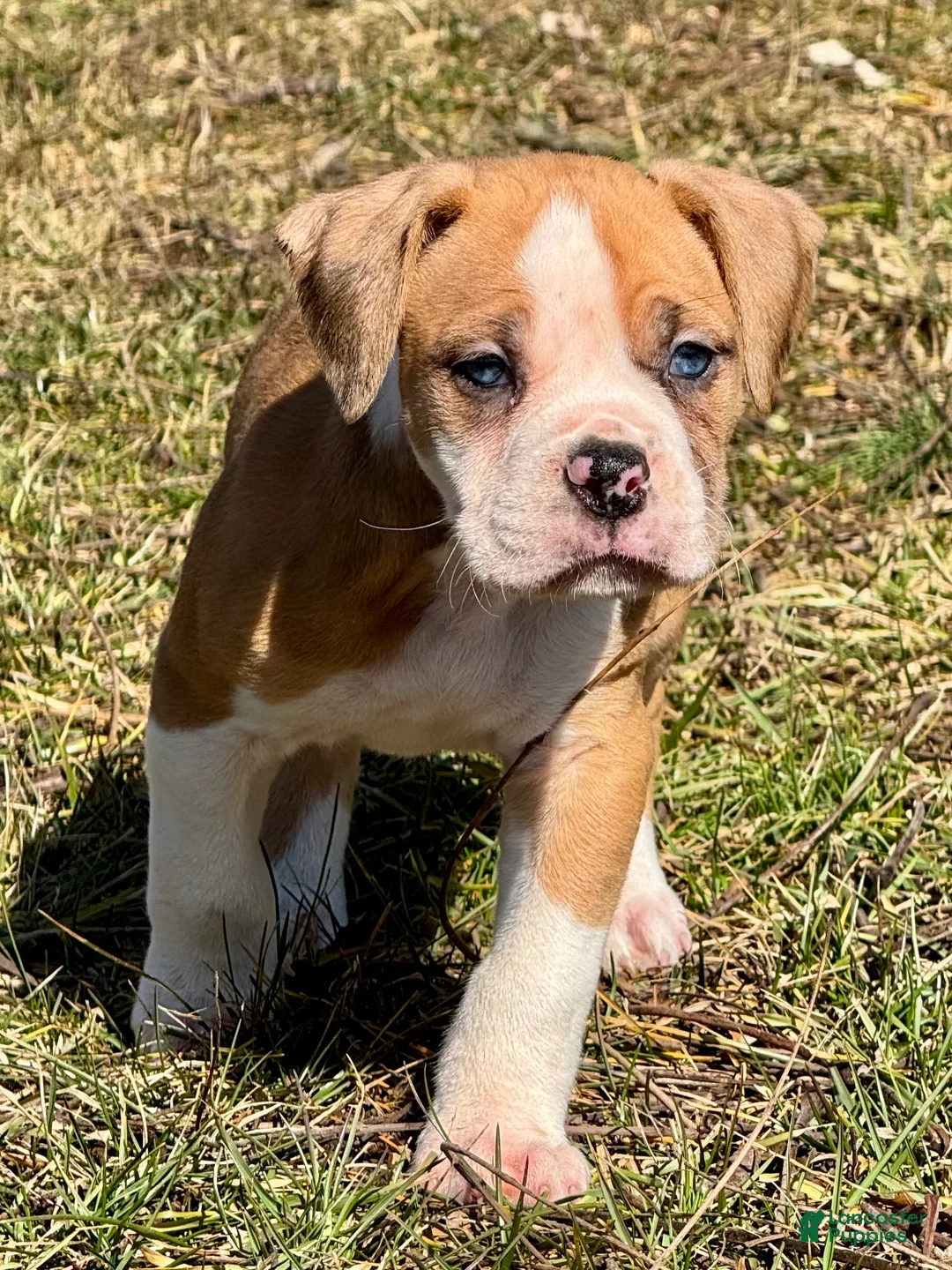 Alapaha Blue Blood Bulldog dogs for sale: BEA Liberty - Ad 1