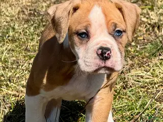 Alapaha Blue Blood Bulldog dogs BEA Liberty - Ad 3