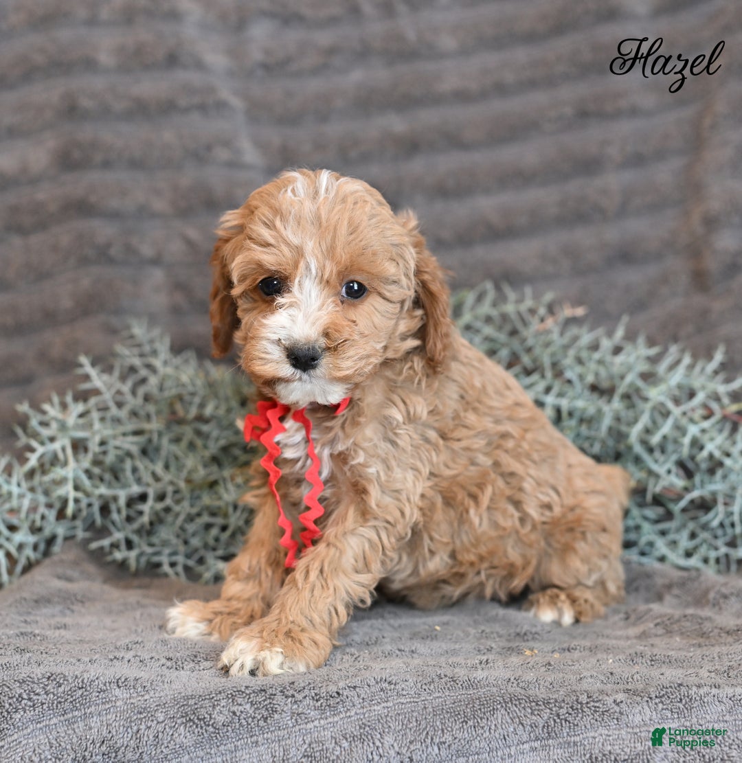 Cockapoo dogs for sale: Hazel - Ad 1