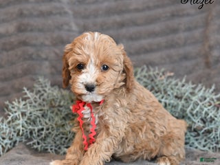 Cockapoo dogs Hazel - Ad 14