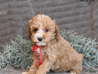 Cockapoo dogs Hazel - Ad 11