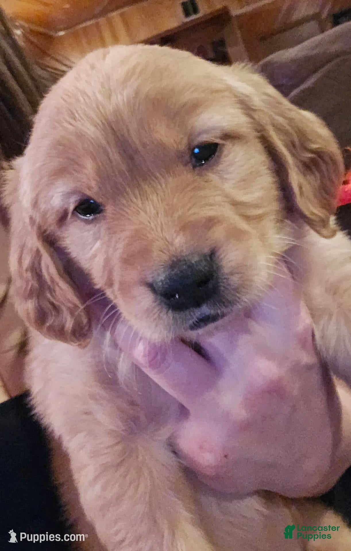 Golden Retriever dogs Yellow Girl - Ad 22