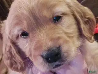 Golden Retriever dogs Yellow Girl - Ad 22