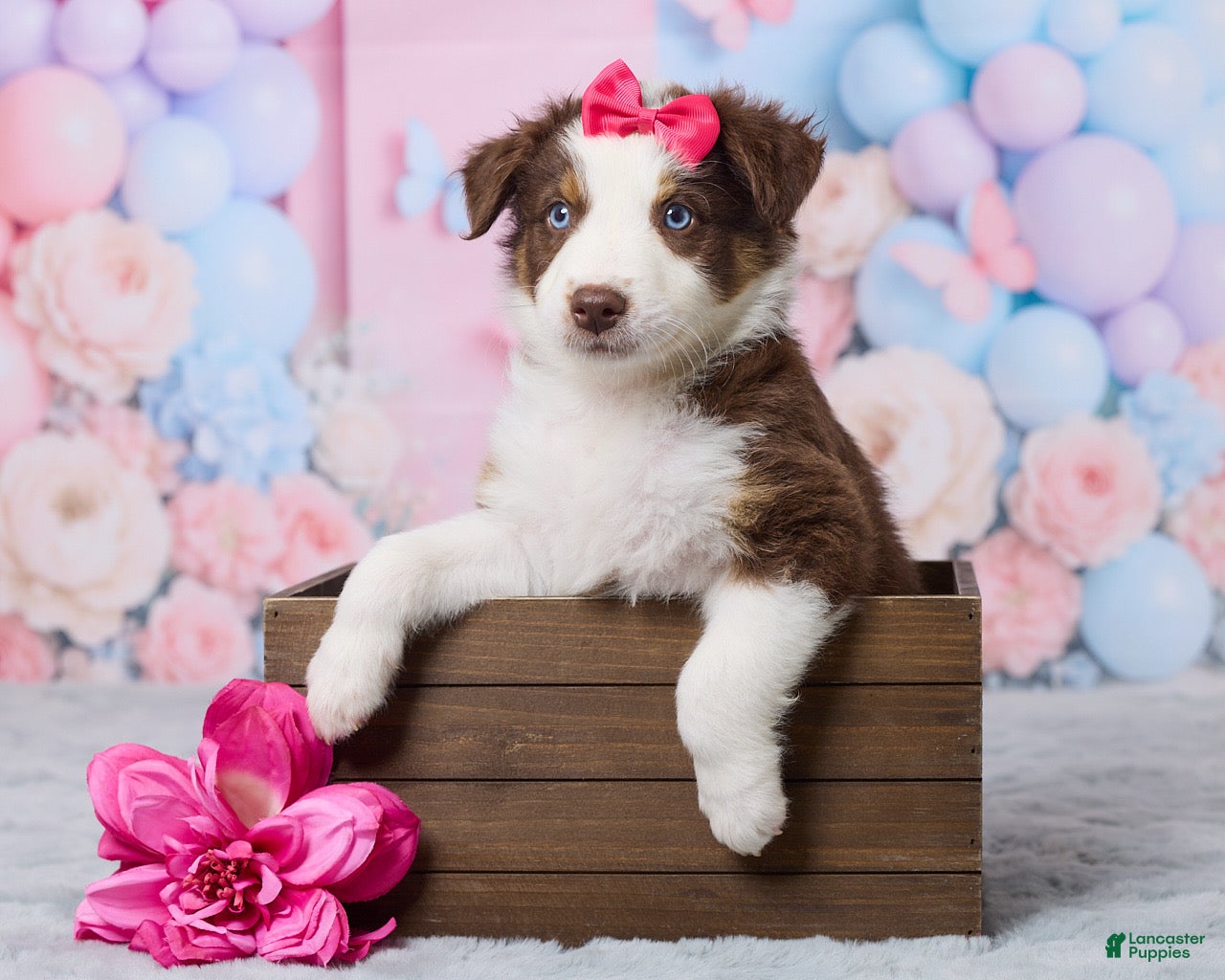 Australian Shepherd dogs Zoey - Ad 1