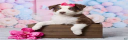 Australian Shepherd dogs for sale: Zoey - Ad 1