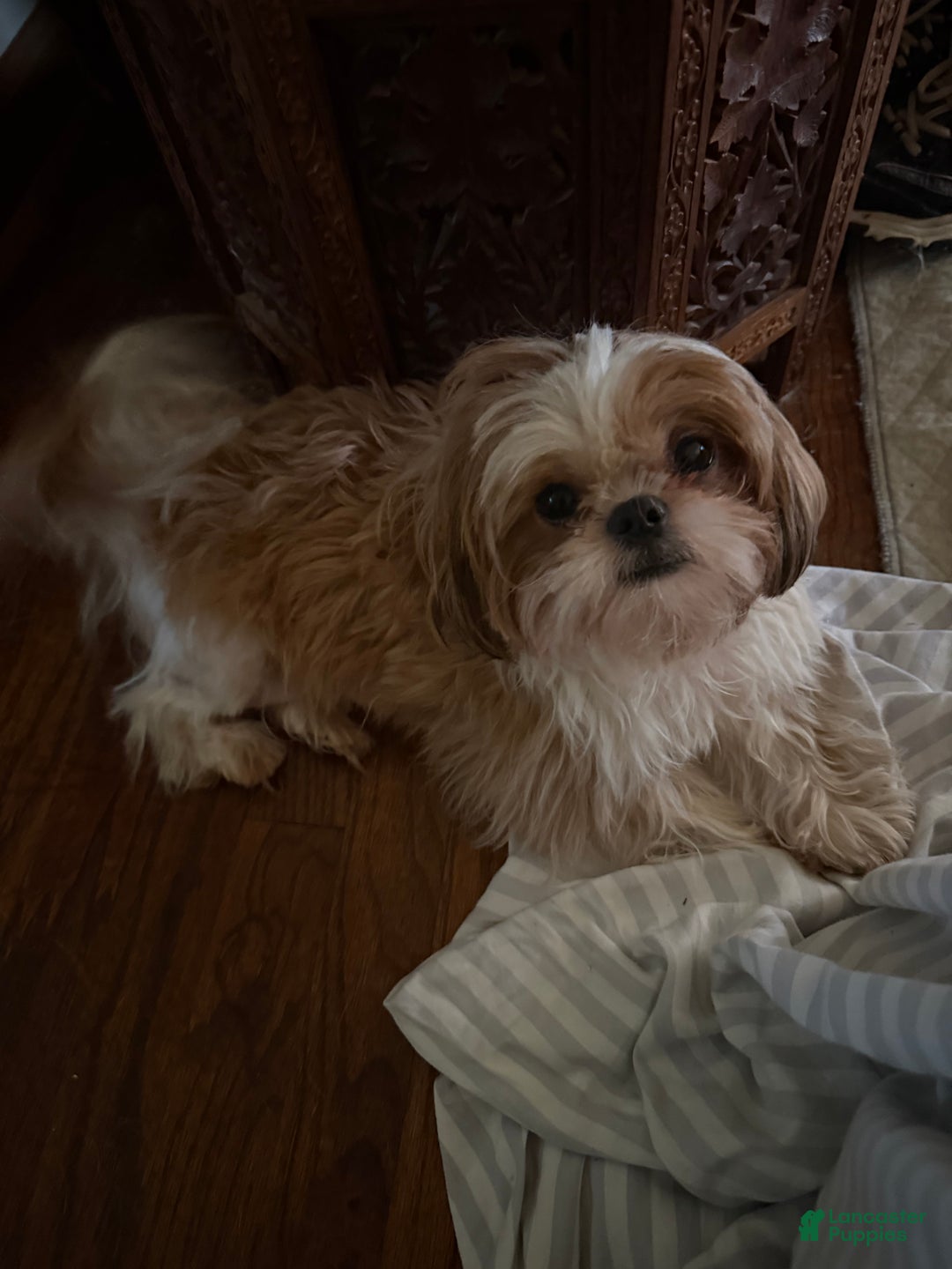 Shih Tzu dogs for sale: Shih Tzu Puppy 1 - Ad 13