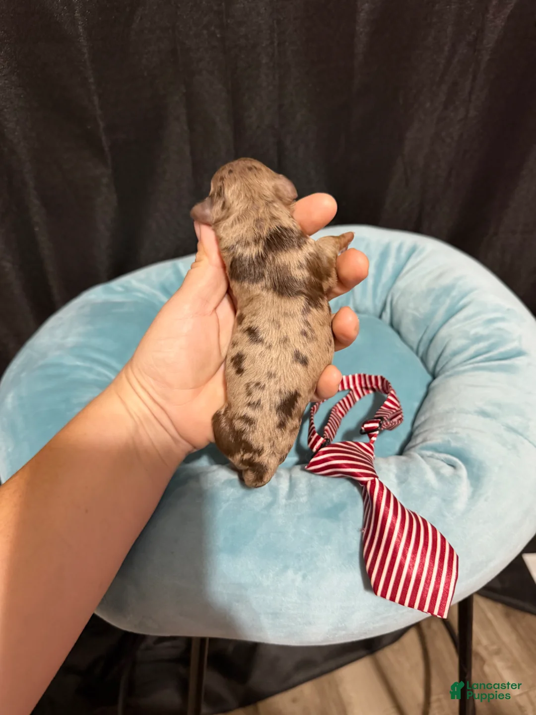 Miniature Poodle dogs for sale: Akc Choc Merle Phantom Red Tie - Ad 1