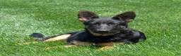 German Shepherd dogs for sale: Diamond - Ad 8