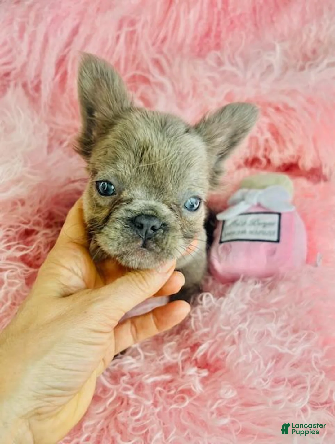 French Bulldog dogs for sale: French Bulldog Puppy 1 - Ad 1