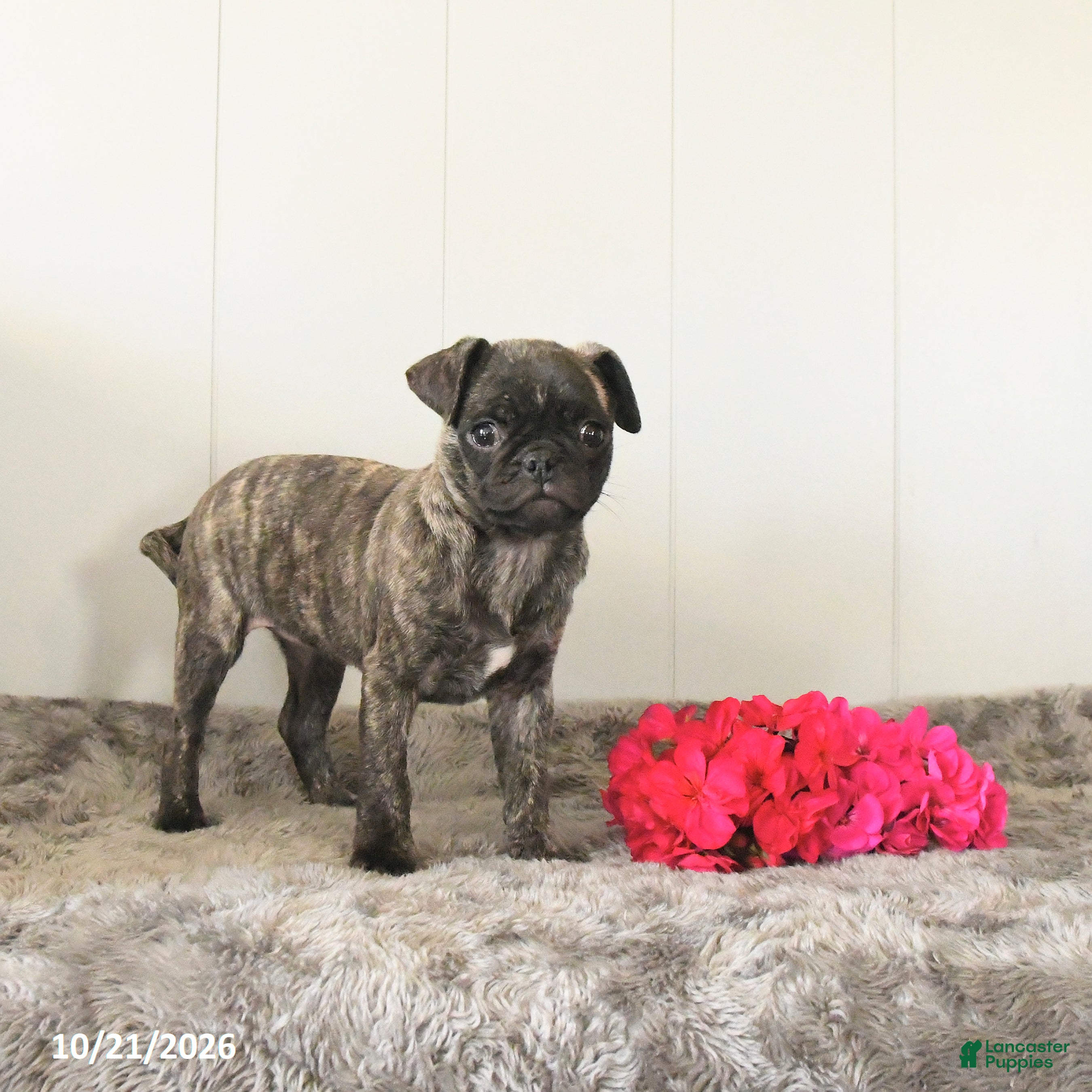 Pug dogs Misty - Ad 2
