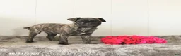 Pug dogs for sale: Misty - Ad 2