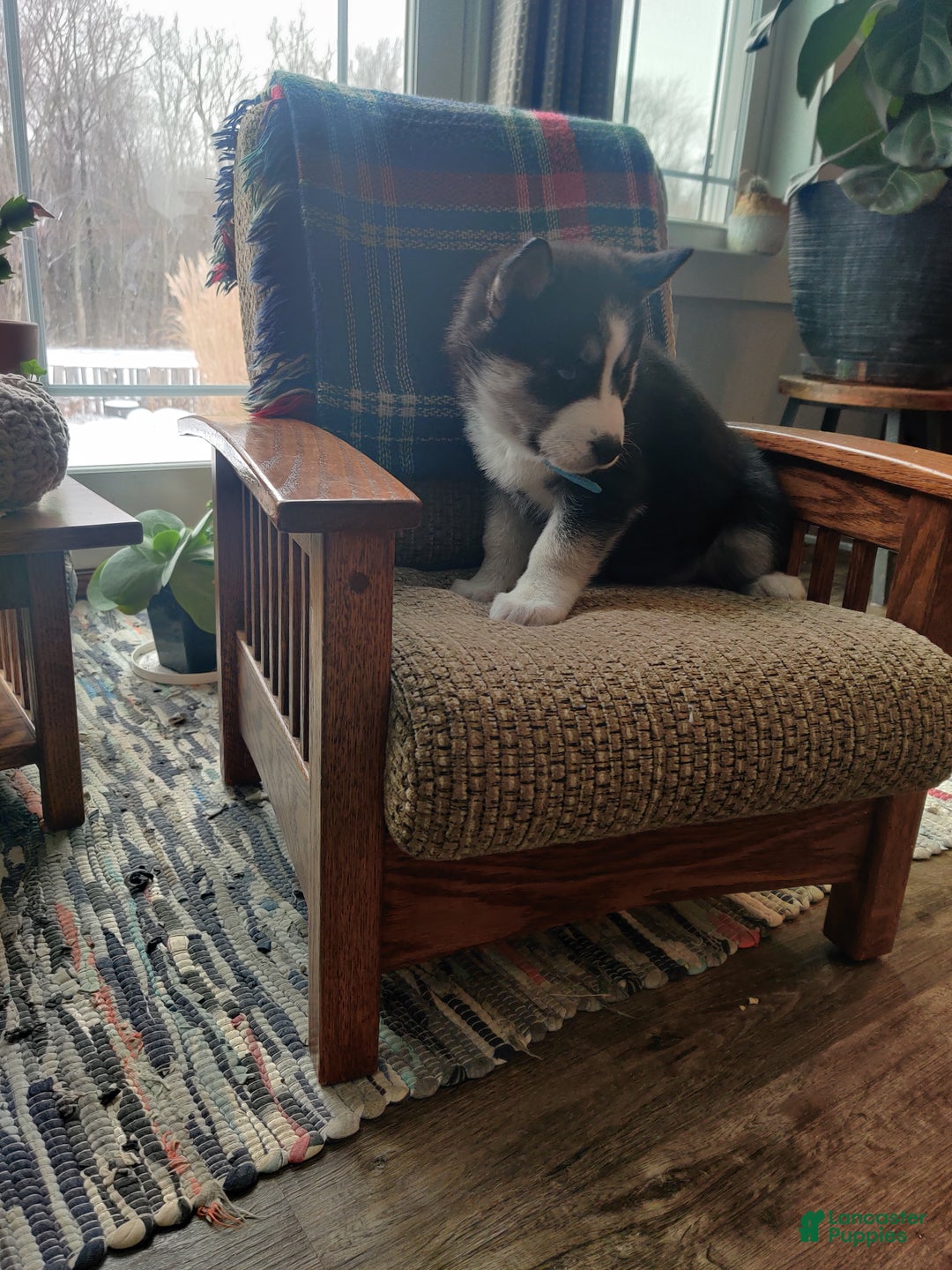 Siberian Husky dogs for sale: Aravis - Ad 2