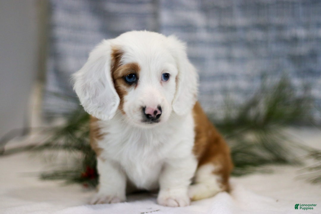 Miniature Dachshund dogs for sale: Dumbo - Ad 3