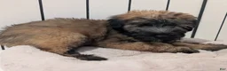 Soft Coated Wheaten Terrier dogs for sale: Satin - Ad 6
