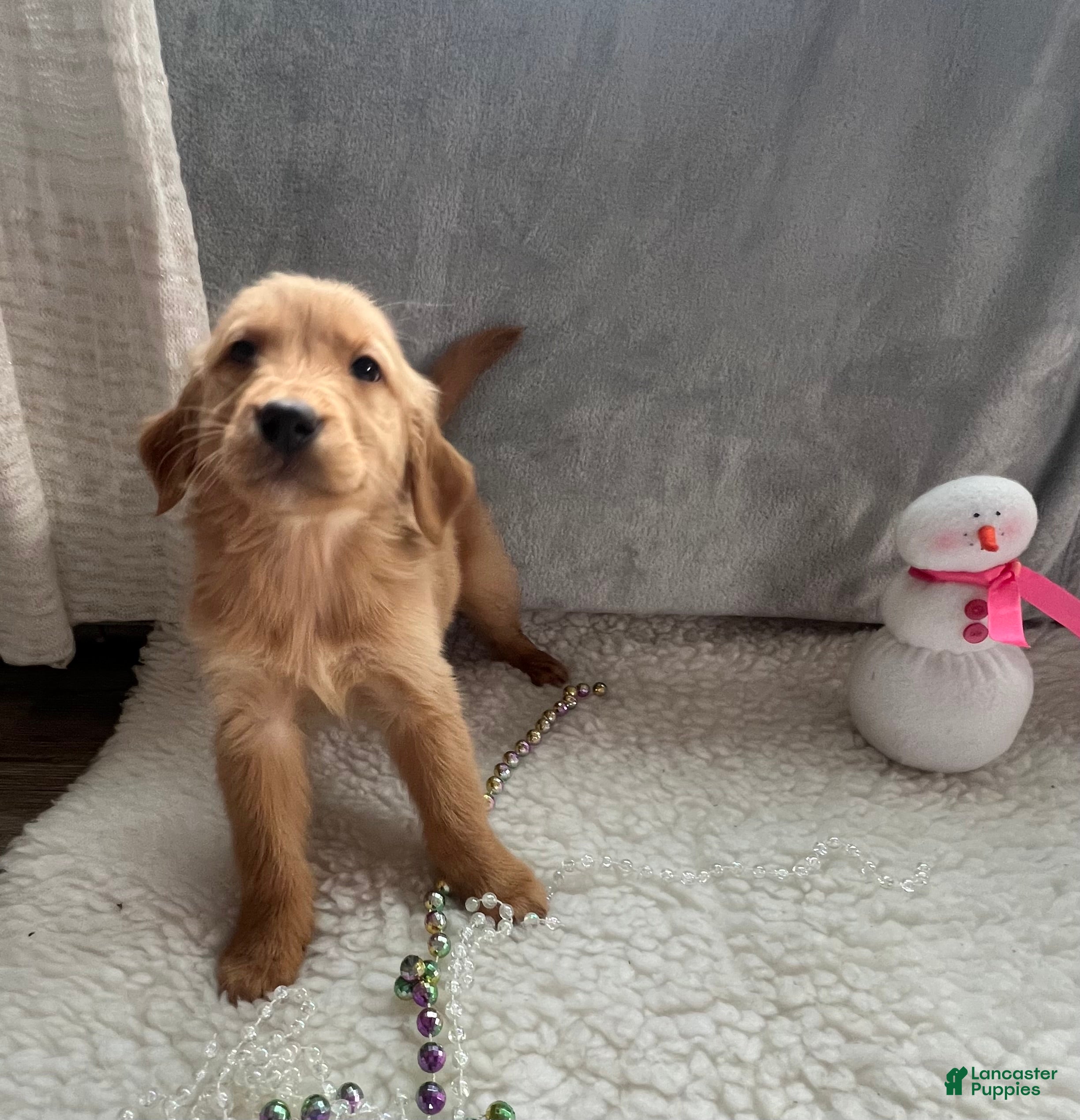 Golden Retriever dogs Theo  - Ad 18