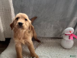 Golden Retriever dogs Theo - Ad 40