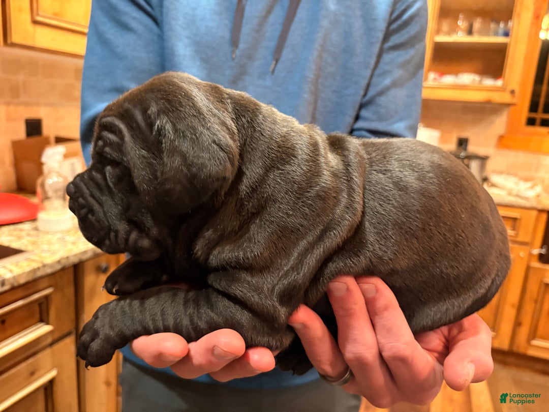Cane Corso dogs for sale: Yellow girl - Ad 3
