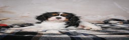Cavalier King Charles Spaniel dogs for sale: Mia - Ad 5