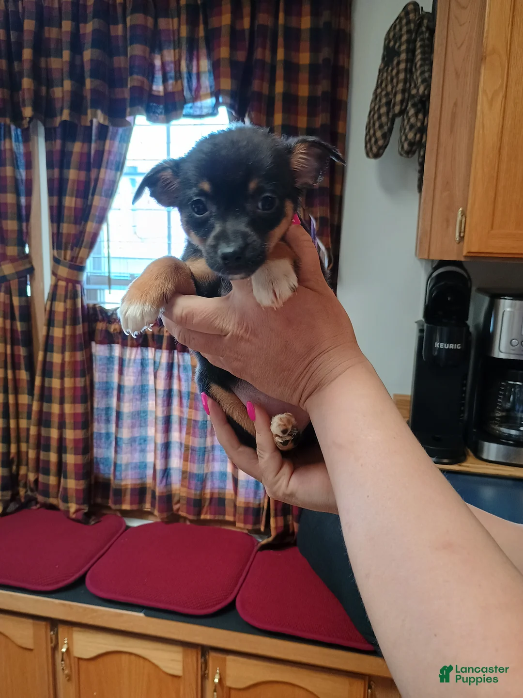 Mixed Breed dogs for sale: Pixie  - Ad 9