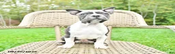 Boston Terrier dogs for sale: Buster - Ad 3