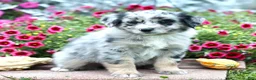 Miniature Australian Shepherd dogs for sale: Larry - Ad 3