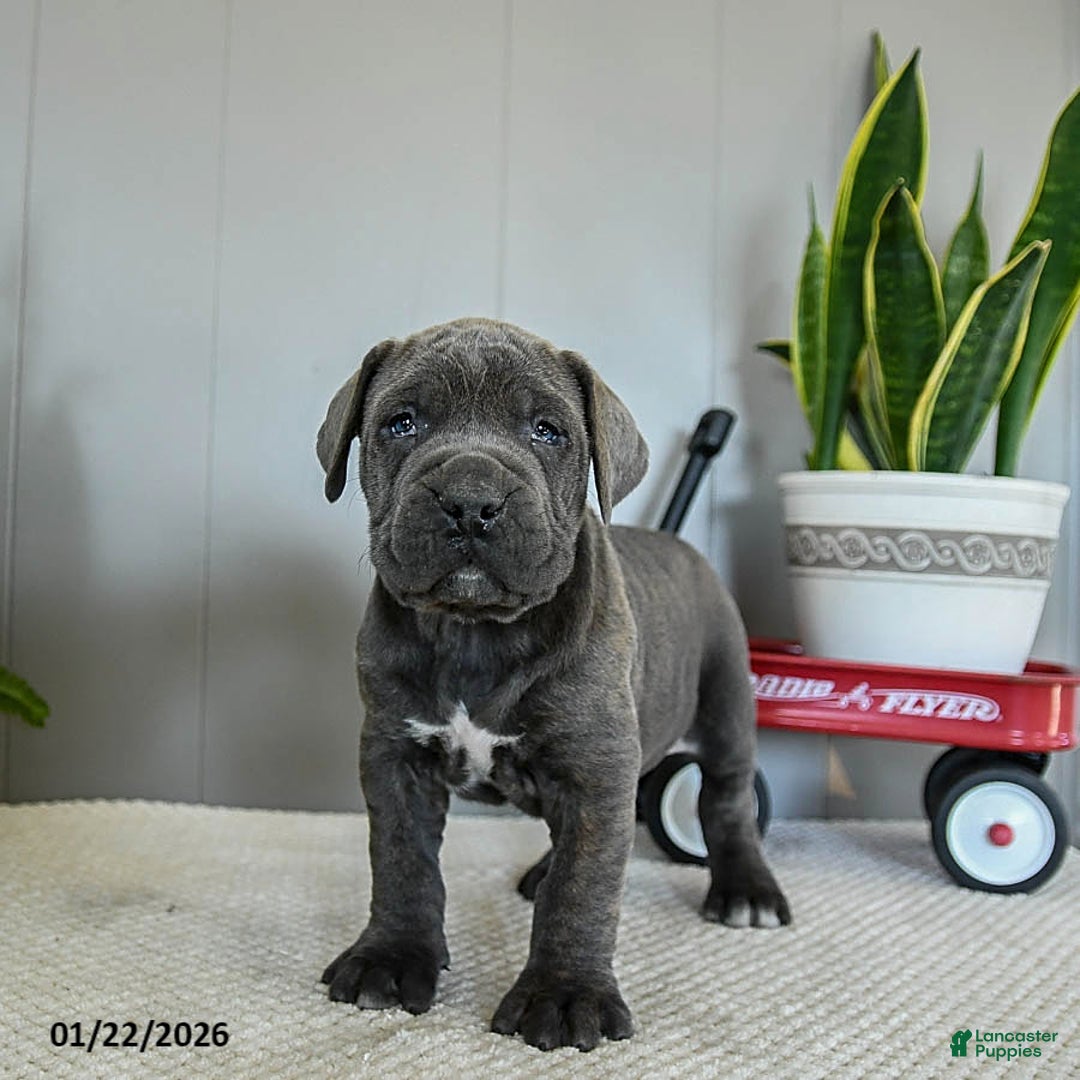Cane Corso dogs for sale: Harley - Ad 1