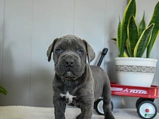 Cane Corso dogs Harley - Ad 5
