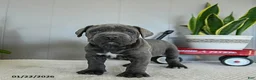 Cane Corso dogs for sale: Harley - Ad 7