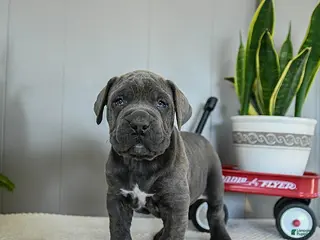 Cane Corso dogs Harley - Ad 20