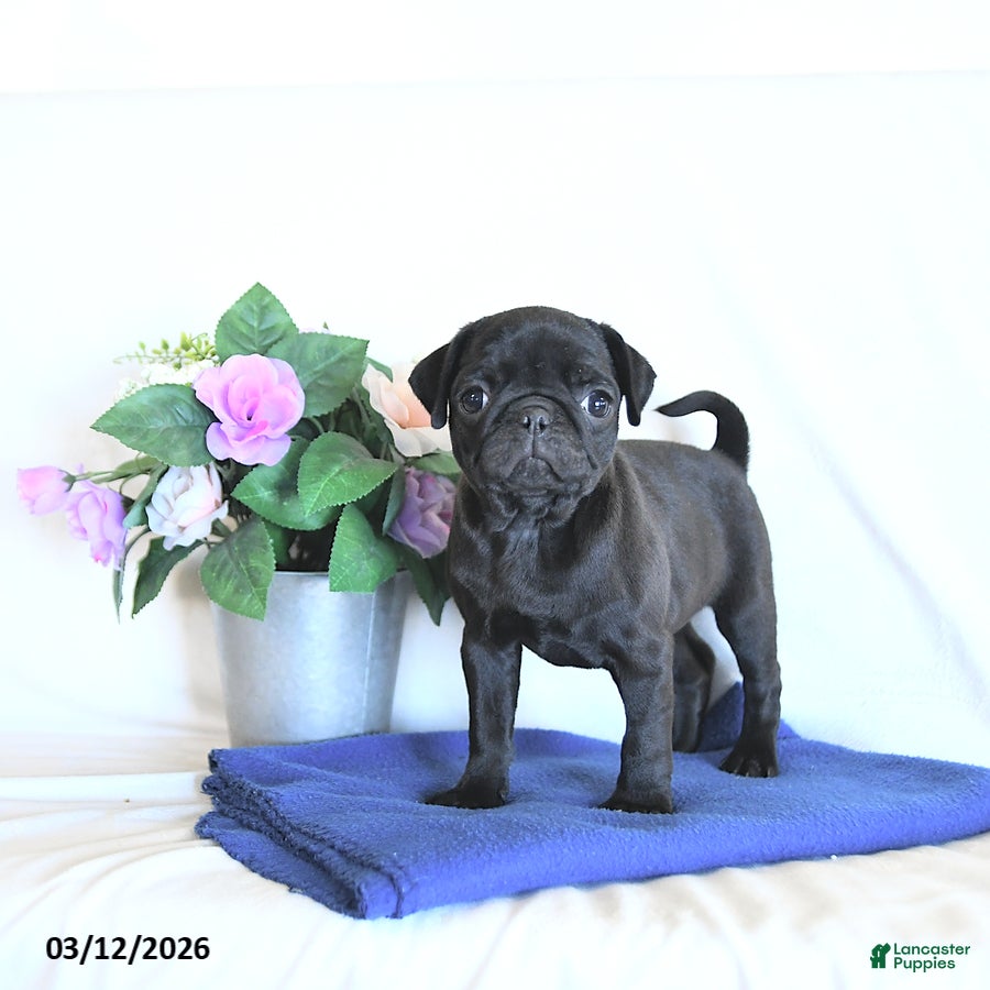 Mixed Breed dogs Hershey - Ad 1