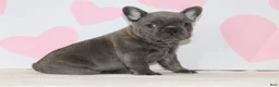 French Bulldog dogs for sale: Bow - Ad 3
