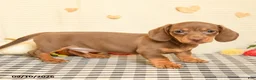 Miniature Dachshund dogs for sale: Milton - Ad 4