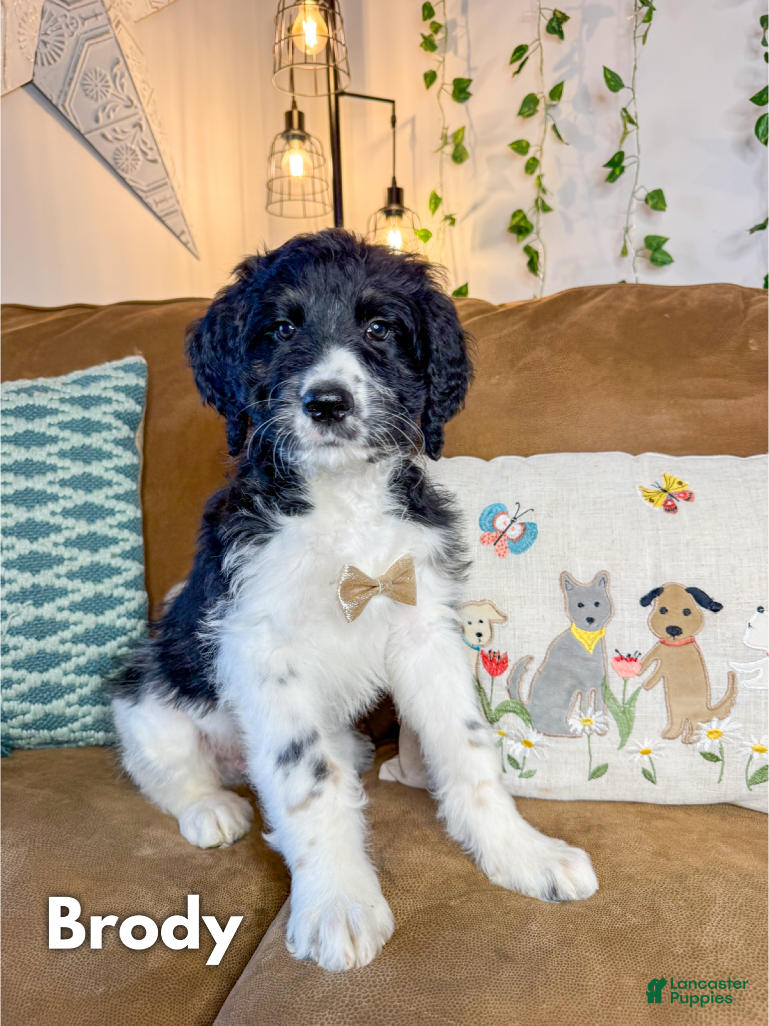 Saint Berdoodles dogs Brody - Ad 1