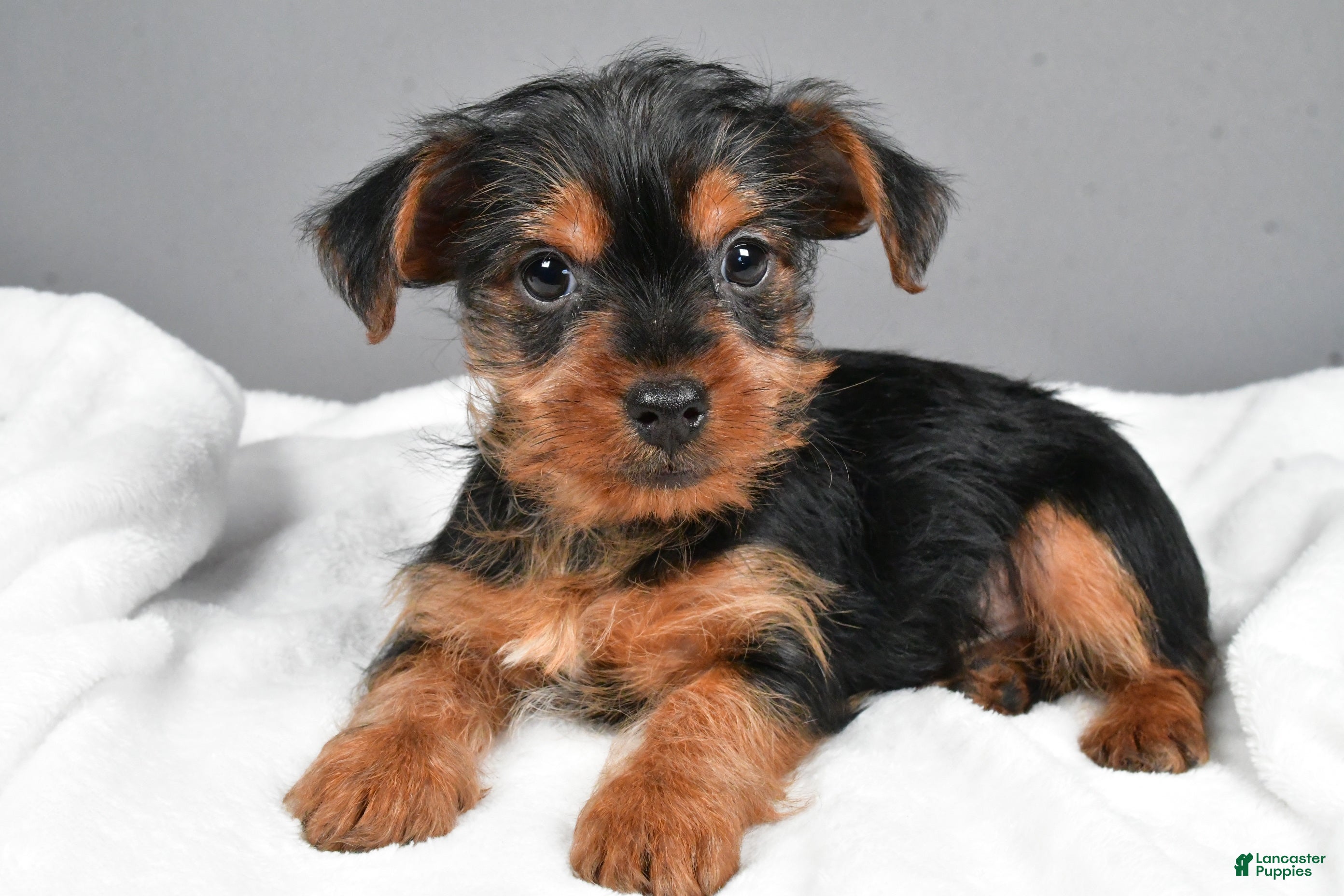 Yorkshire Terrier dogs Markie - Ad 15