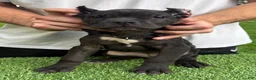 Cane Corso dogs for sale: GEORGIA - Ad 3