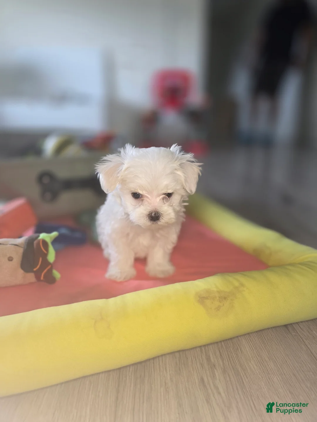Maltese dogs for sale: 🐾 Male Maltese Puppy – Playful, Charming & Tiny - Ad 11