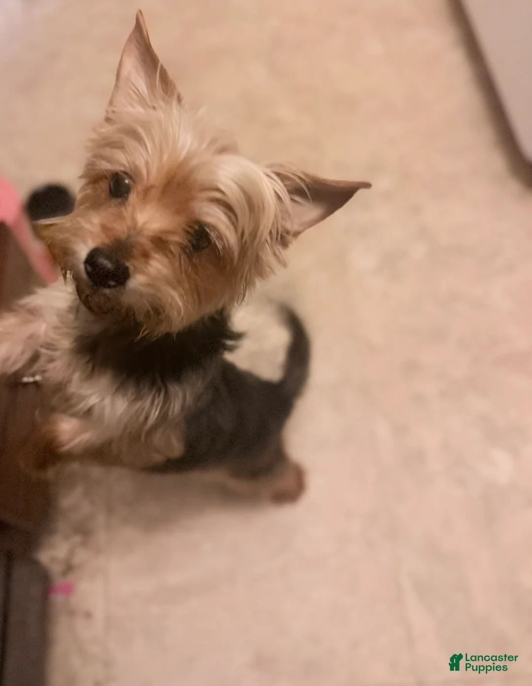 Mixed Breed dogs for sale: Mixed Breed 1 - Ad 2