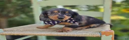 Miniature Dachshund dogs for sale: Bingo - Ad 4