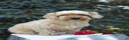 Maltipoo dogs for sale: Rocky - Ad 6