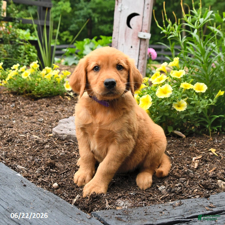 Golden Retriever dogs for sale: Ruby - Ad 2