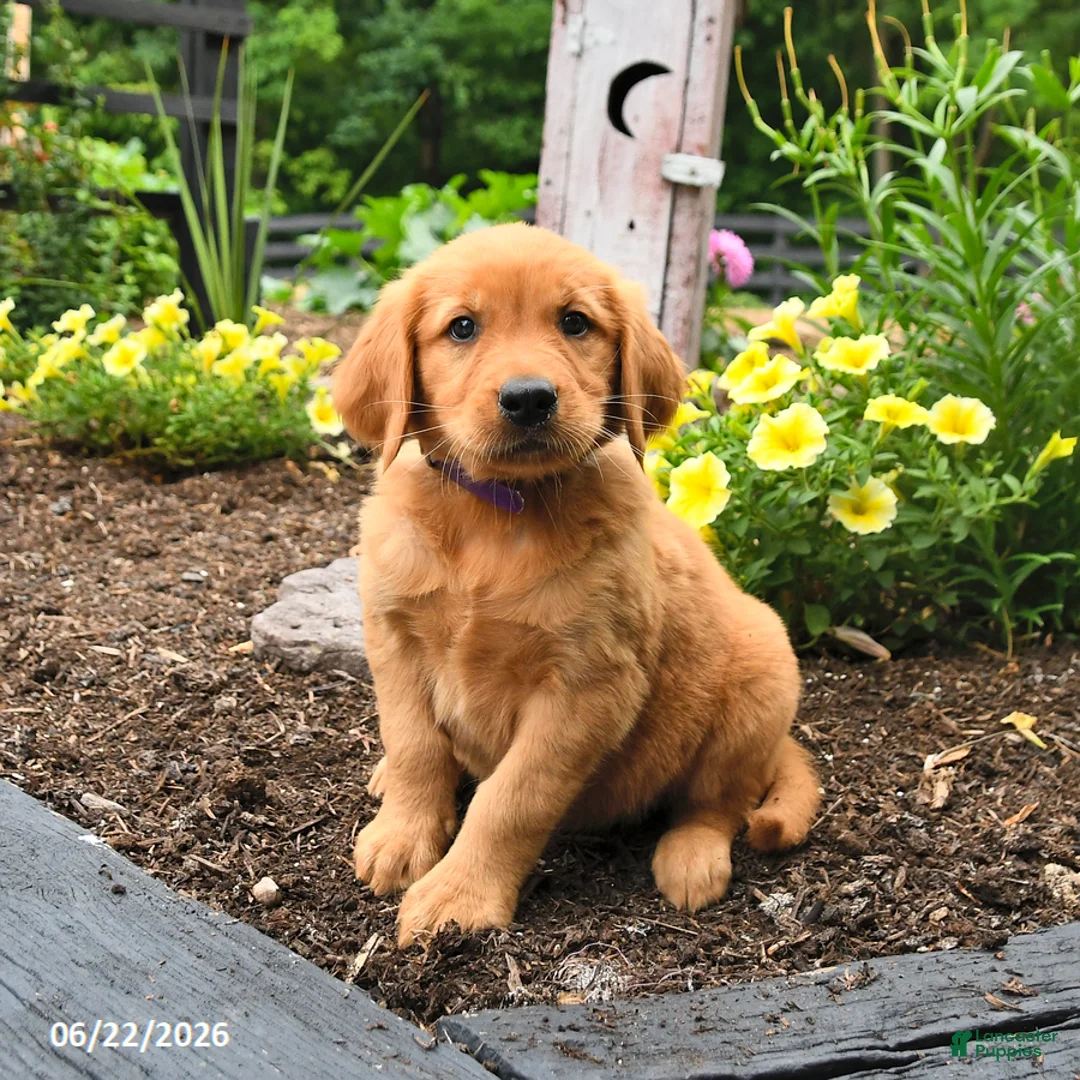 Golden Retriever dogs for sale: Ruby - Ad 1