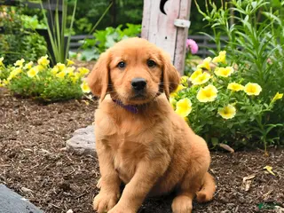 Golden Retriever dogs for sale: Ruby - Ad 2