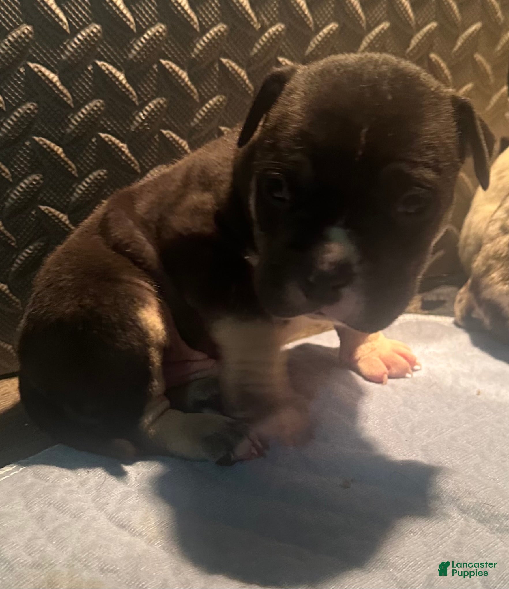 American Bully dogs Turbo - Ad 22