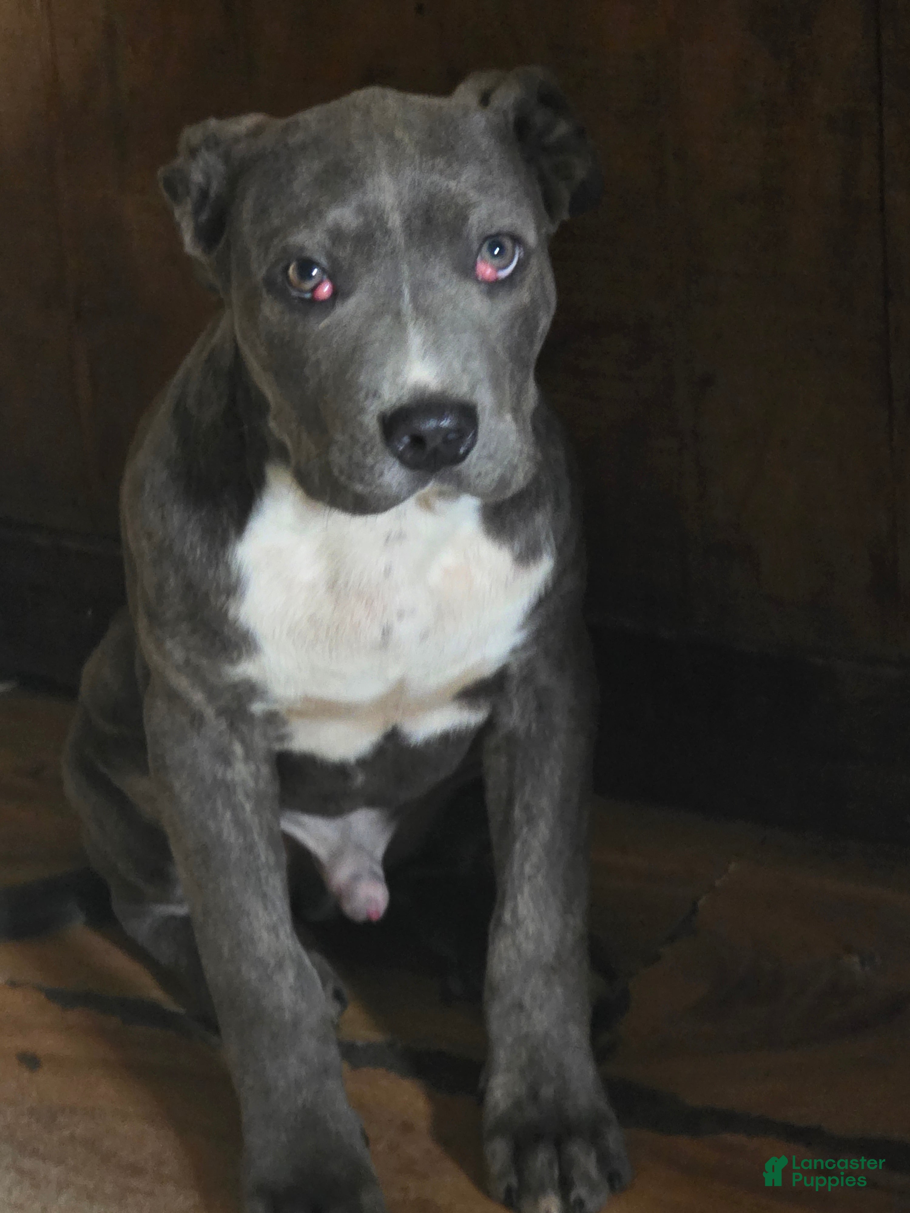 Mixed Breed dogs Pan - Ad 33