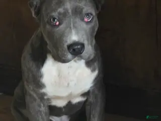 Mixed Breed dogs Pan - Ad 33