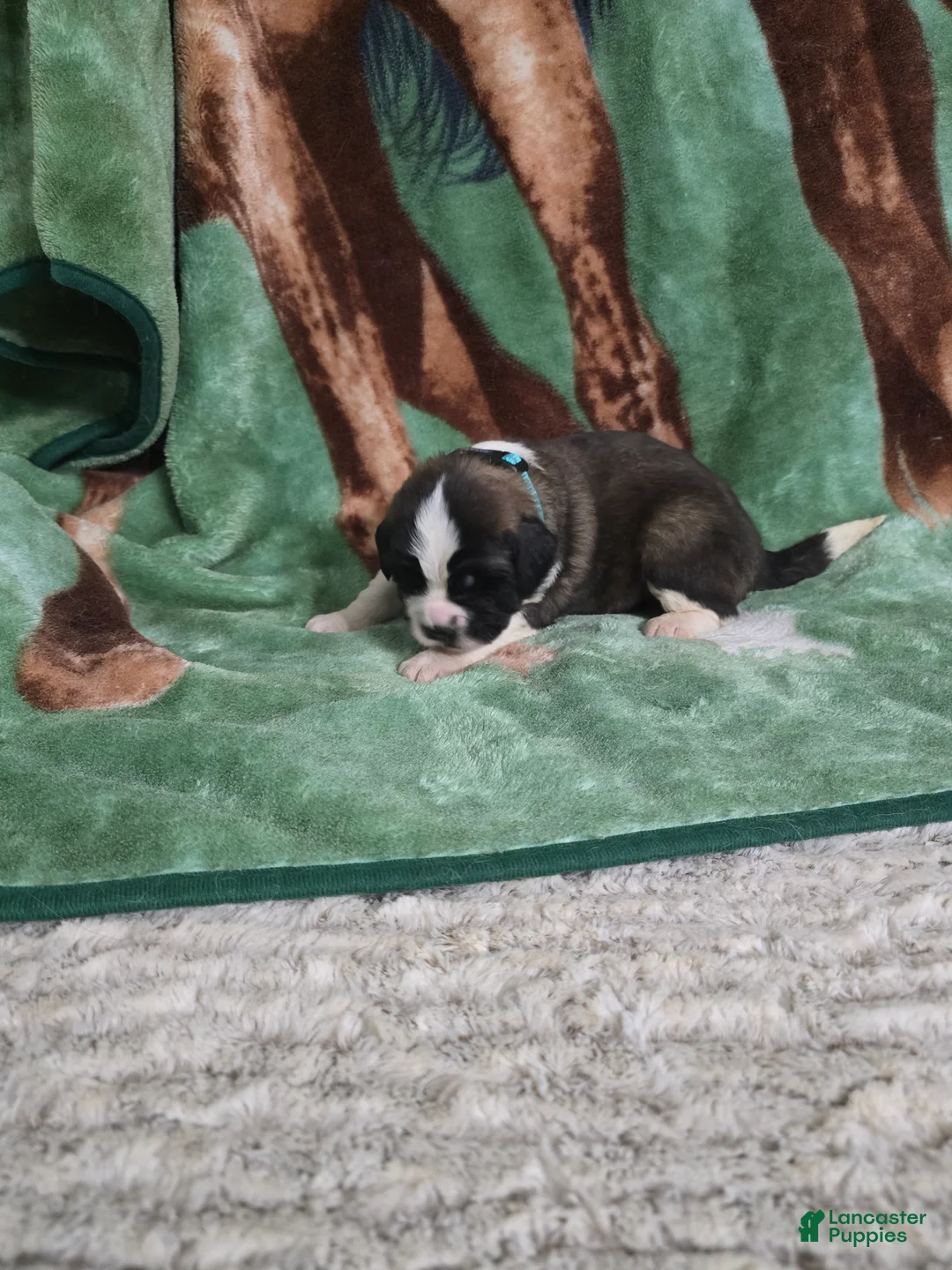 Saint Bernard dogs for sale: Turquoise Female - Ad 1
