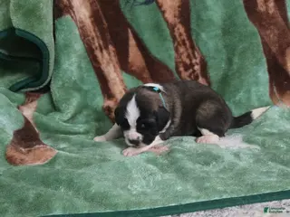 Saint Bernard dogs Turquoise Female - Ad 10